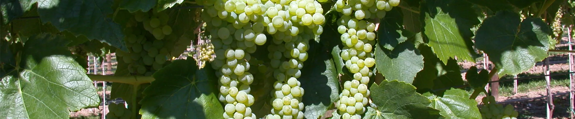 Bodendecker online kaufen | Bauer Baumschulen AG Bodendecker online kaufen | Bauer Baumschulen AG