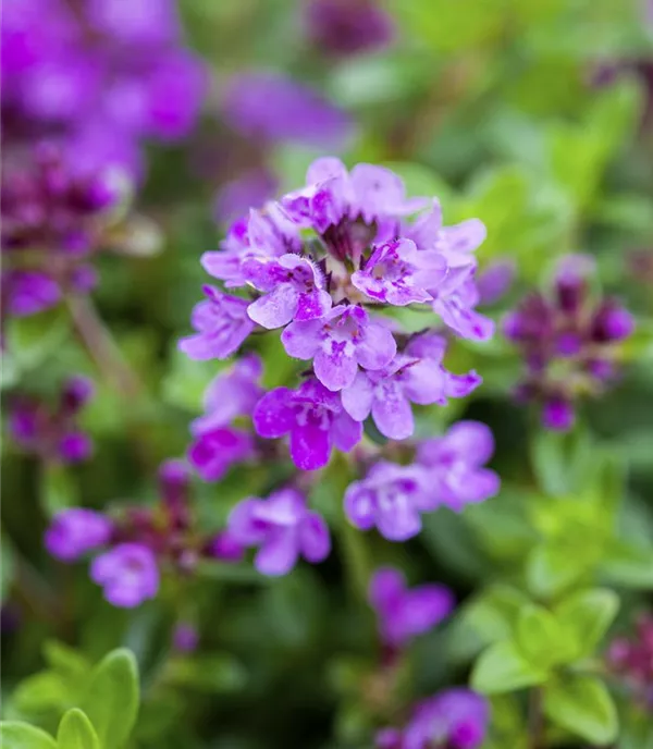 Thymus praecox 'Coccineus'