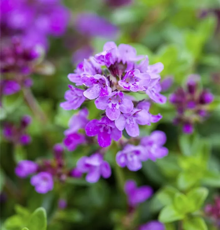 Thymian - Thymus praecox 'Coccineus'