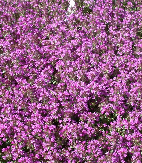 Thymus serpyllum
