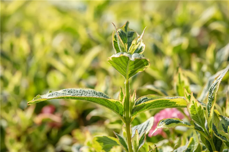 Weigela 'Nana Variegata', Weigelie