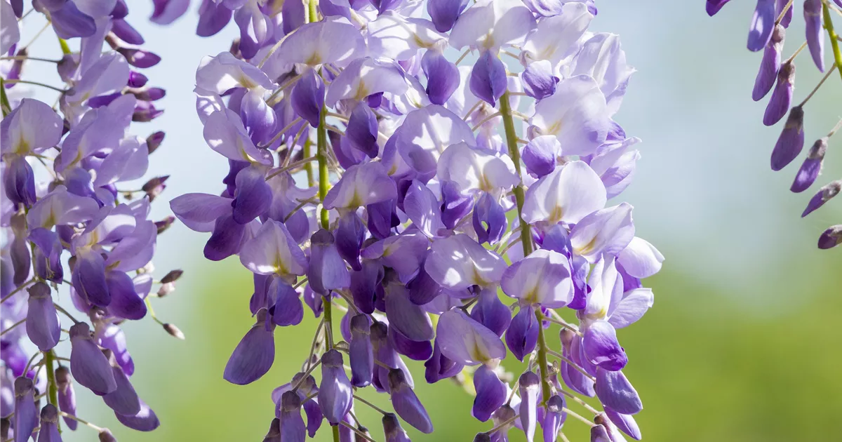 Wisteria sinensis 'Prolific', Chinesische Glyzine