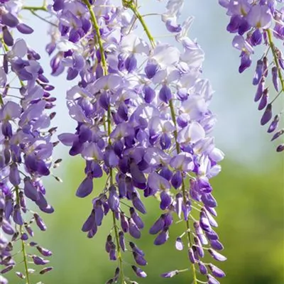 Topfgrösse 4 Liter Höhe 100 - 125cm - Chinesische Glyzine - Wisteria sinensis 'Prolific'
