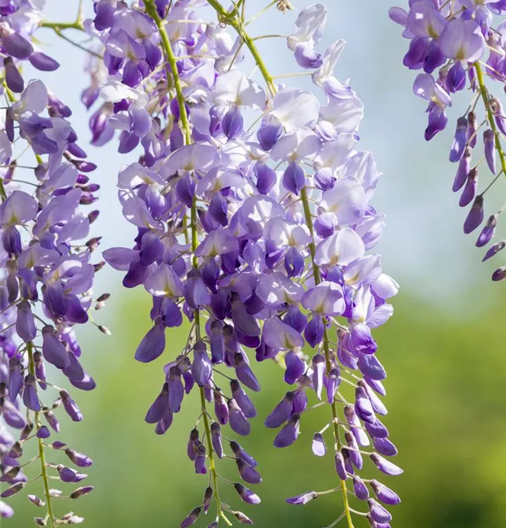 Chinesische Glyzine - Wisteria sinensis 'Prolific'