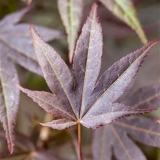 Acer palmatum 'Atropurpureum' kaufen - roter Fächerahorn Acer palmatum 'Atropurpureum' kaufen - roter Fächerahorn