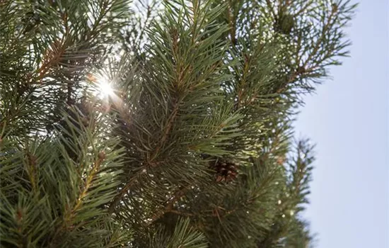Pinus sylvestris 'Norska'