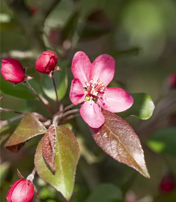 Malus 'Liset'