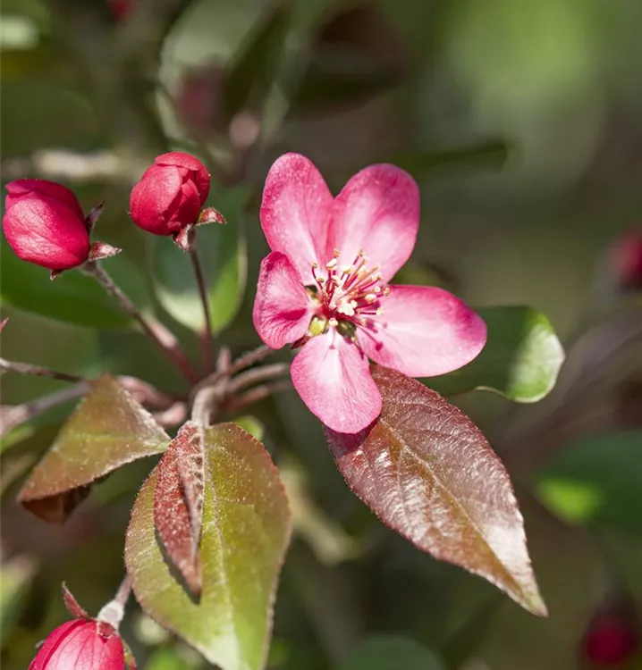 Zierapfel - Malus 'Liset'