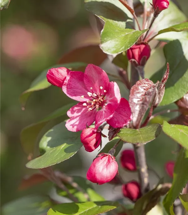 Malus 'Royalty'