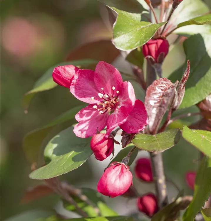 Zierapfel - Malus 'Royalty'