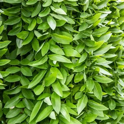 Halbstamm im Container mit Stammumfang 8 - 10cm - Trauerschnurbaum - Sophora japonica 'Pendula'