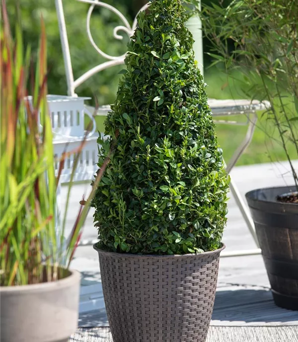 Buxus sempervirens kegelförmig