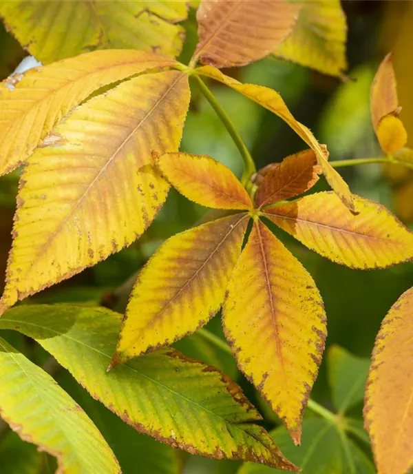 Aesculus flava