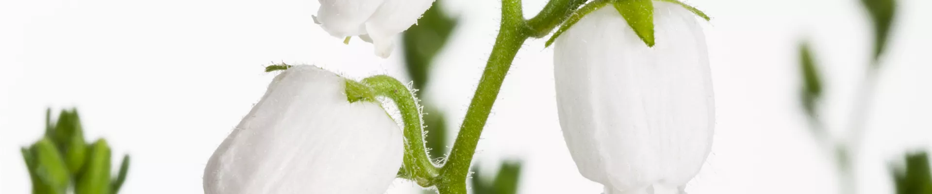 Bodendecker online kaufen | Bauer Baumschulen AG Bodendecker online kaufen | Bauer Baumschulen AG