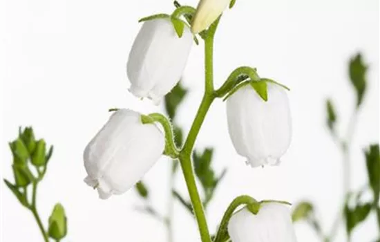 Daboecia cantabrica 'Alba'