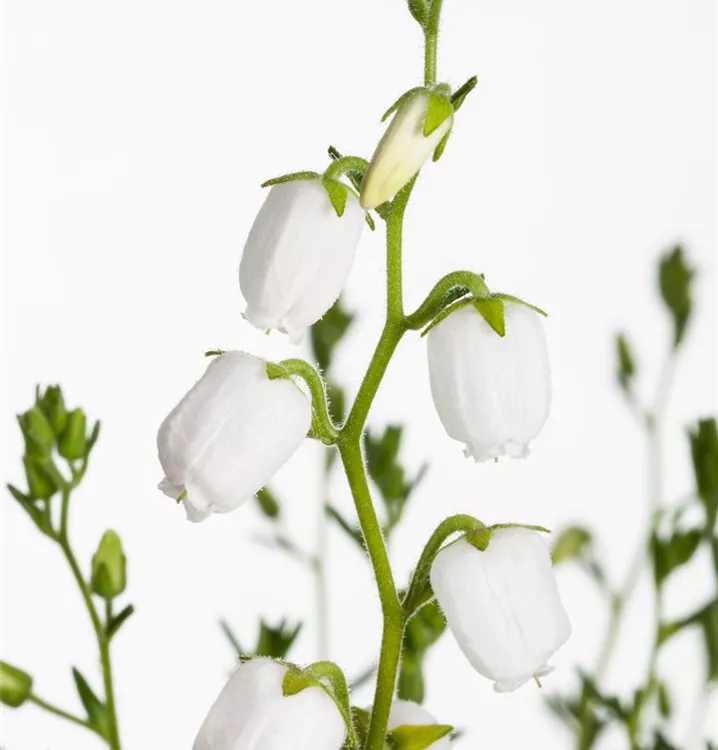 Irische Heide - Daboecia cantabrica 'Alba'