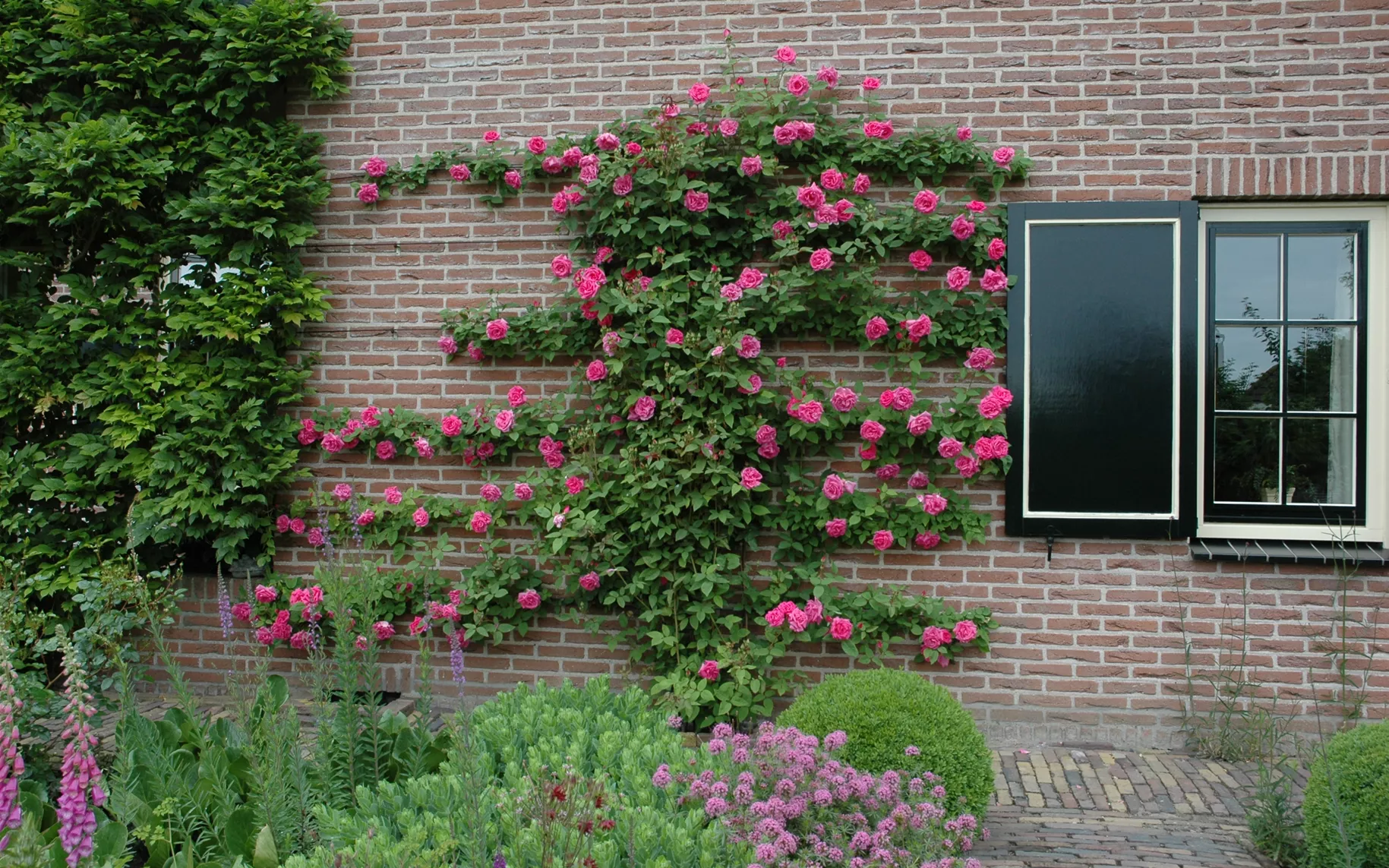 Kletterrose