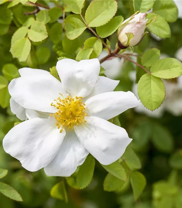 Rosa pimpinellifolia (spinosissima)