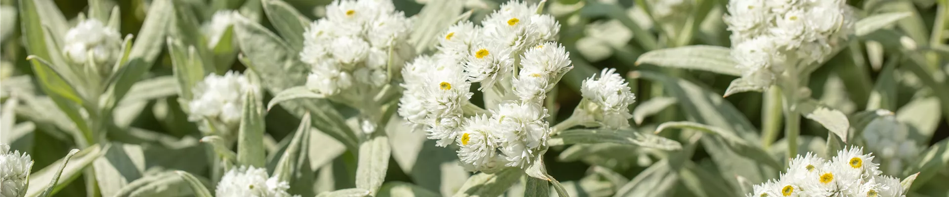 Bodendecker online kaufen | Bauer Baumschulen AG Bodendecker online kaufen | Bauer Baumschulen AG