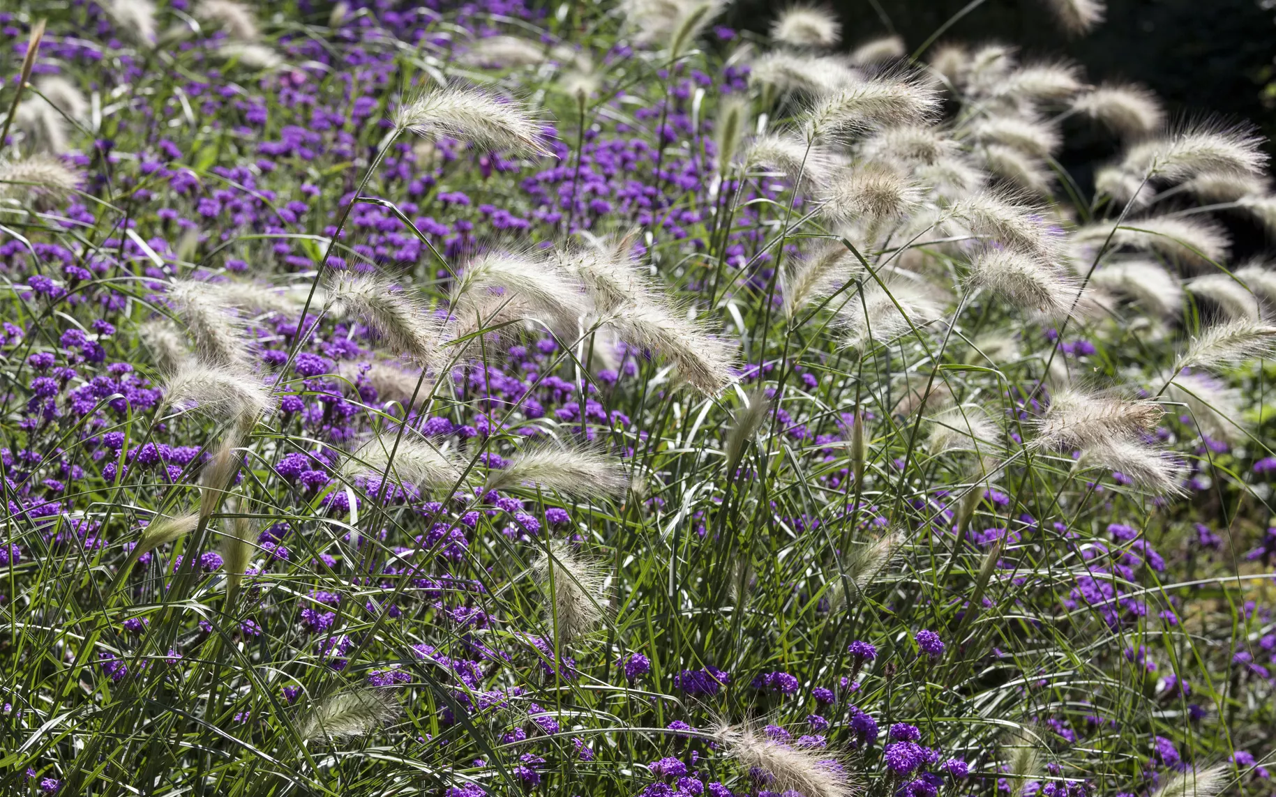 Pennisetum alopecuroides
