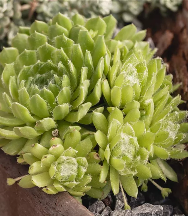 Sempervivum 'Gray Dawn'