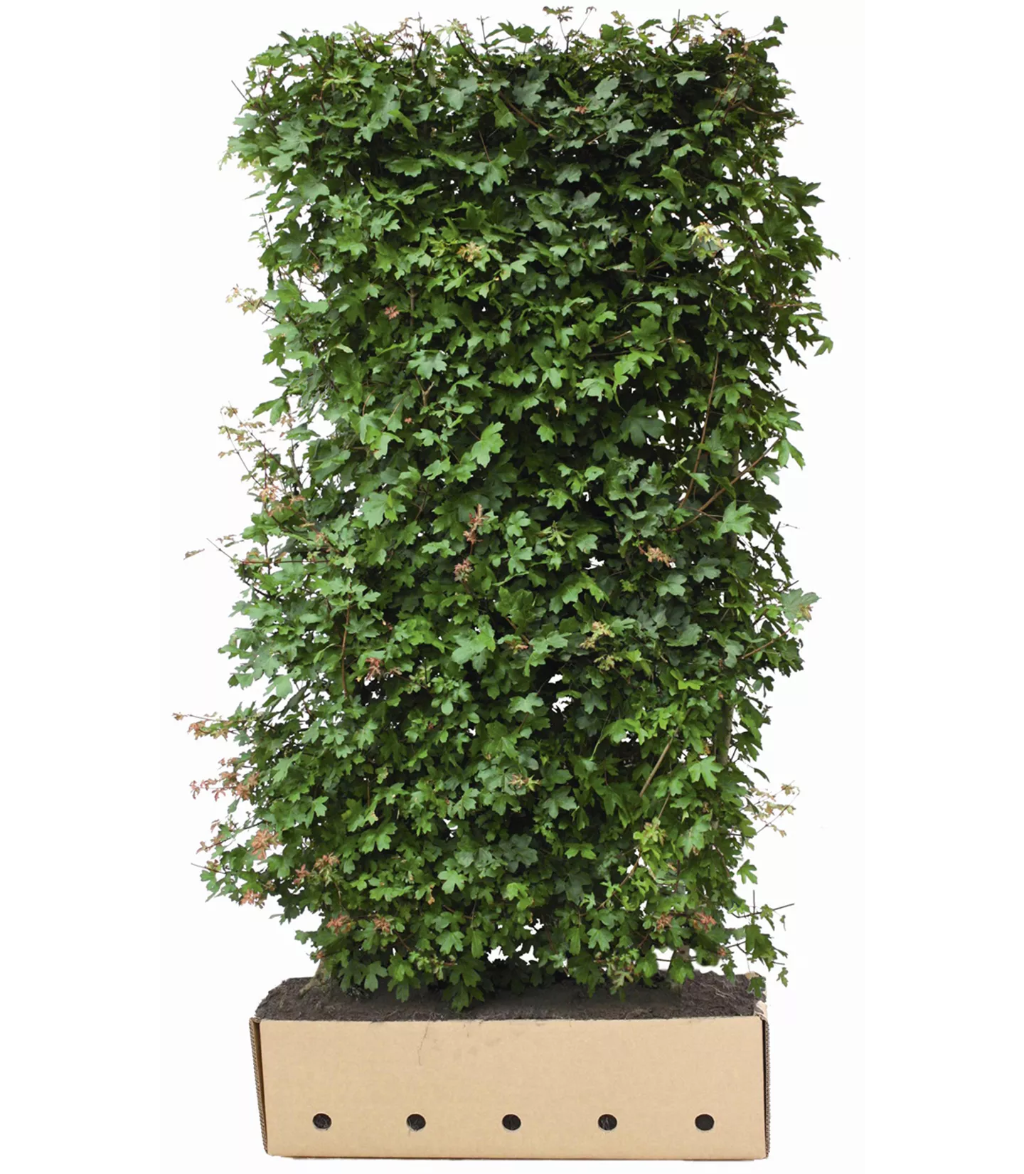 Acer campestre Heckenelemente 10040