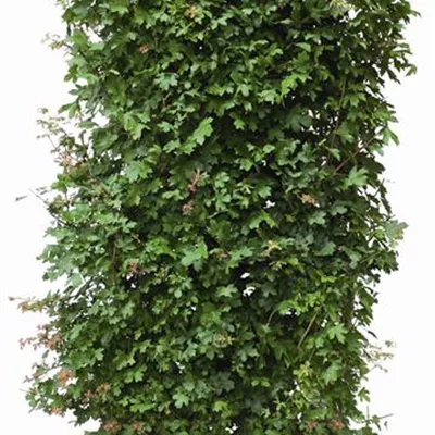Heckenelement im Karton, bestehend aus 4 Pflanzen, Höhe 200cm - Feldahorn Heckenelement - Acer campestre Heckenelemente 100*40