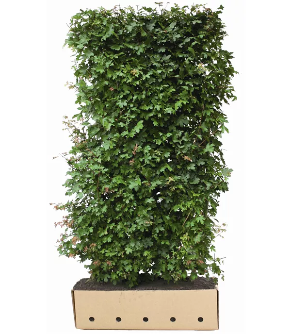 Acer campestre Heckenelemente 10040