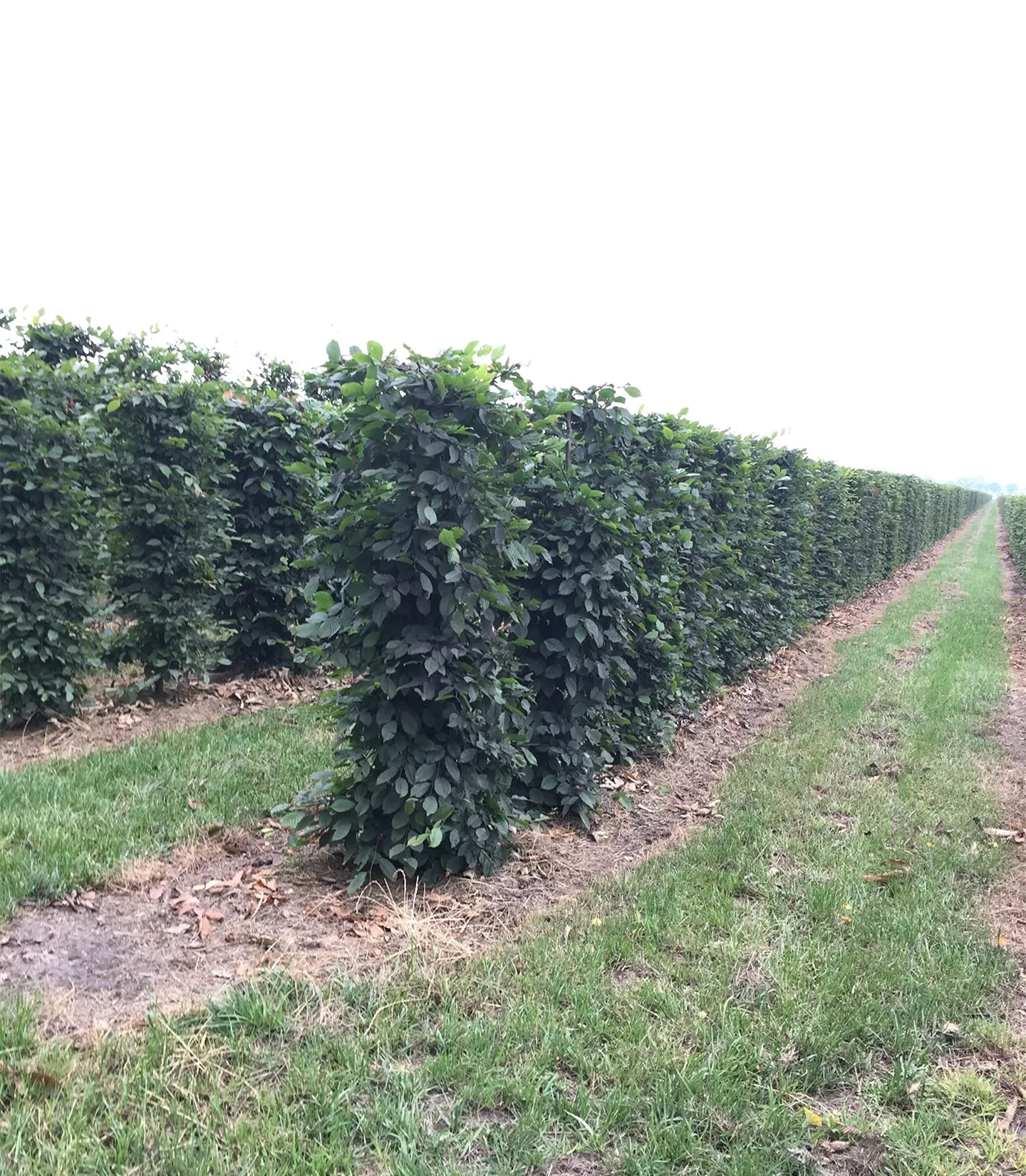 Carpinus betulus Heckenelemente 50x50