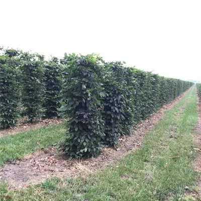 mit Ballen Höhe 100cm, Breite 50cm - Hainbuche Heckenelemente 50x50 - Carpinus betulus Heckenelemente 50x50