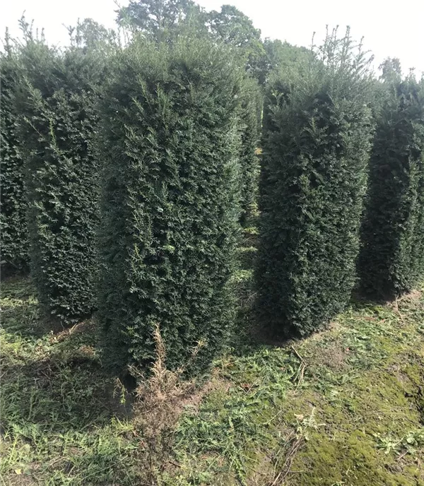 Taxus baccata Heckenelemente 4040