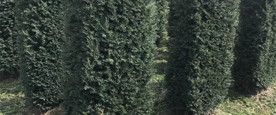 Taxus baccata Heckenelemente