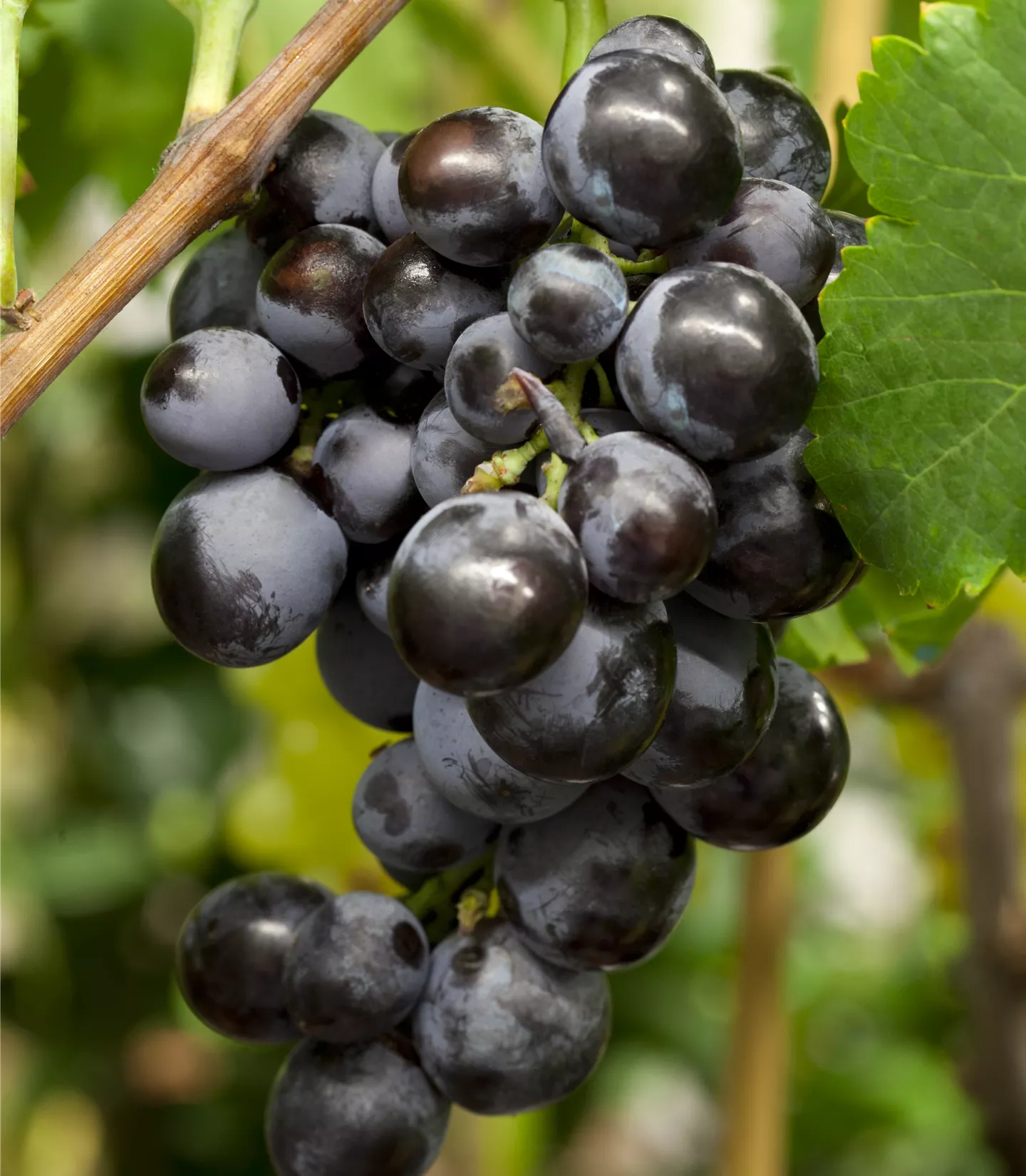 Vitis (Tessinerrebe) 'Early Campbell'