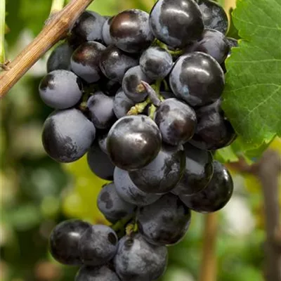 Topfgrösse 4 Liter - Vitis (Hybridrebe) 'Ontario'