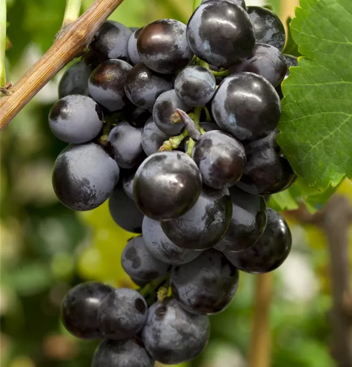 Vitis (Hybridrebe) 'Ontario'