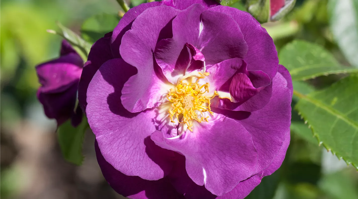 Acheter des roses - Rosier buissonnier