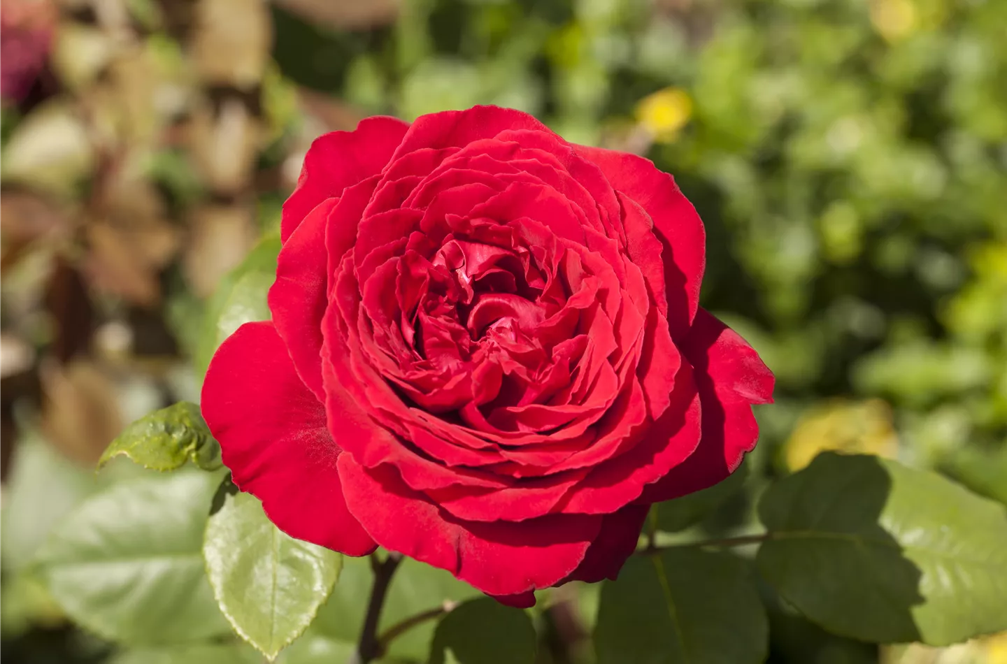 Acheter des roses - Edelrose