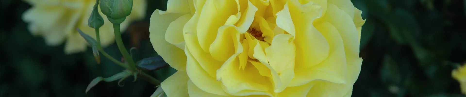 GS629528.jpg GS629528.jpg