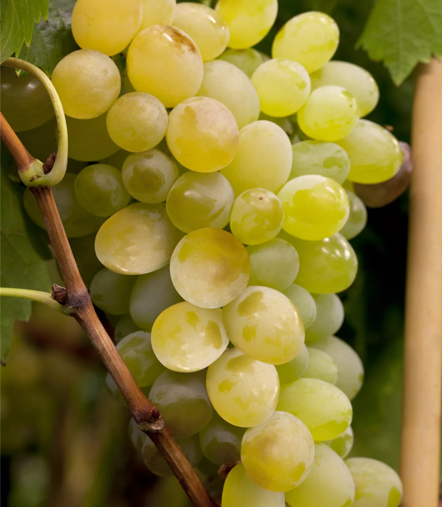 Vitis (Hybridrebe) 'Himrod'
