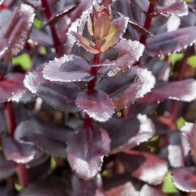 Topfgrösse 1 Liter - Sedum 'Touchdown Teak'