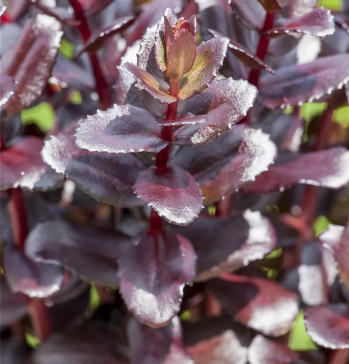 Sedum 'Touchdown Teak'