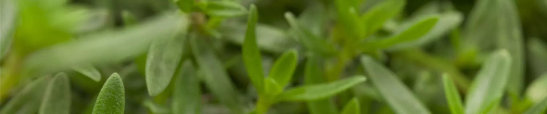 Bodendecker online kaufen | Bauer Baumschulen AG Bodendecker online kaufen | Bauer Baumschulen AG