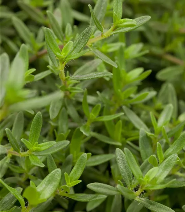 Satureja montana ssp. montana