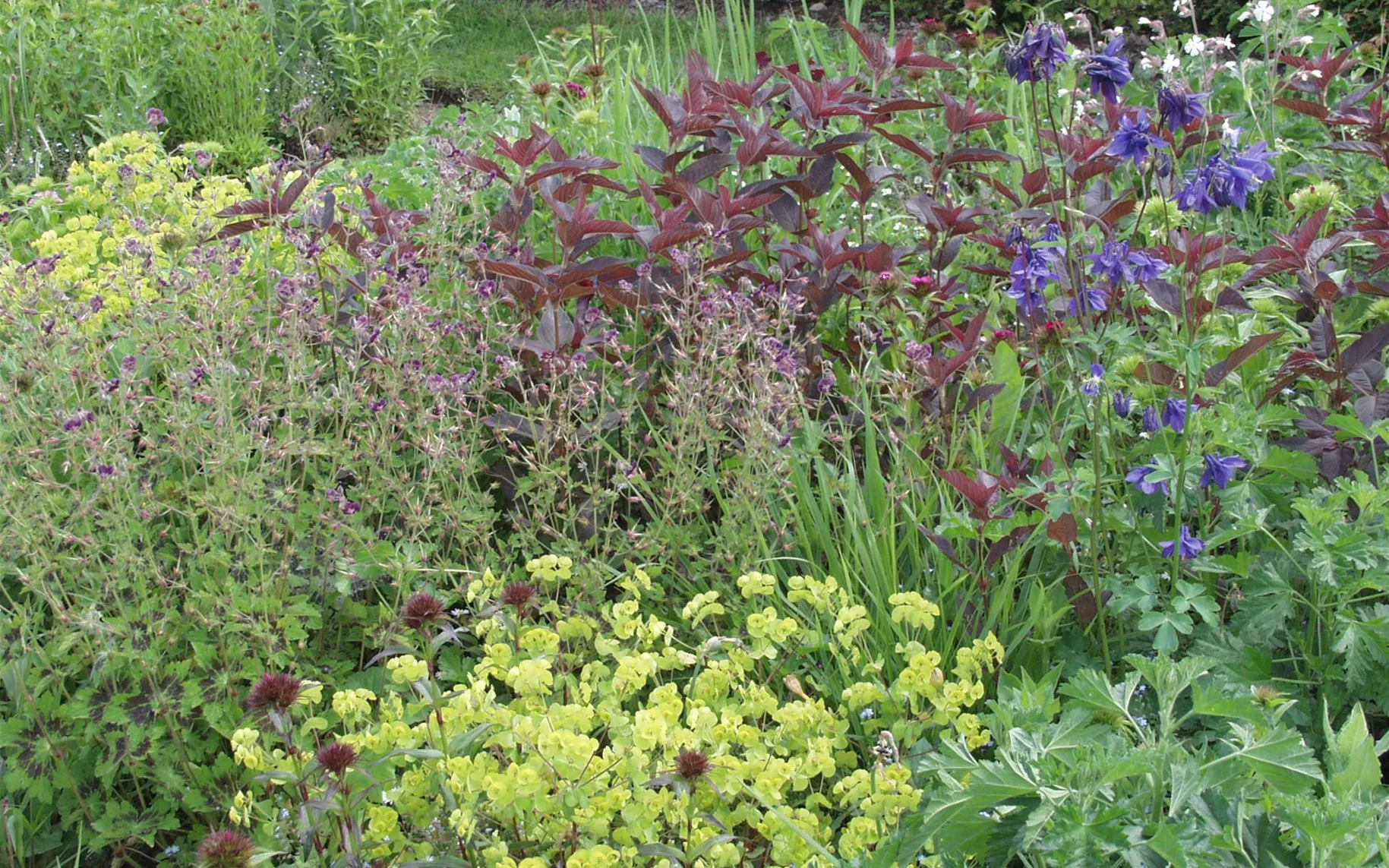 Staudenmischung Sommernachtstraum