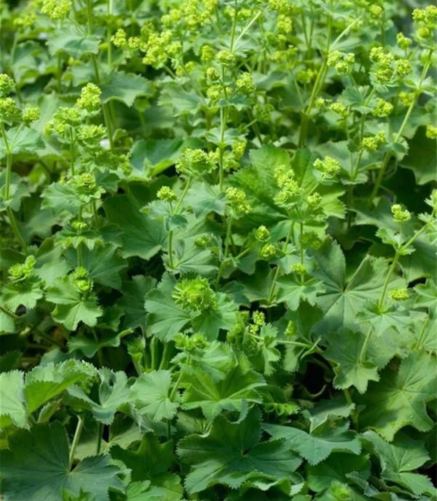 Alchemilla epipsila