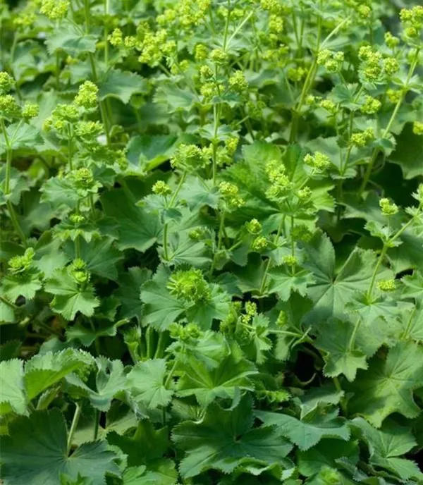 Alchemilla epipsila