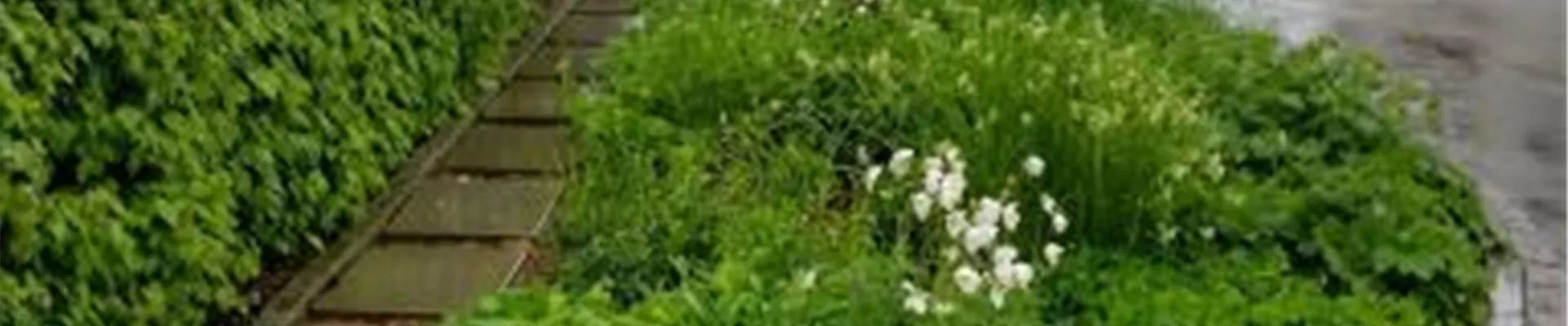 Bodendecker online kaufen | Bauer Baumschulen AG Bodendecker online kaufen | Bauer Baumschulen AG