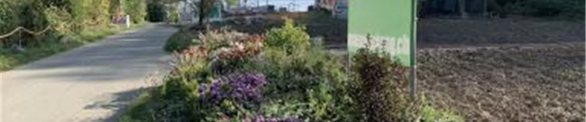 Bodendecker online kaufen | Bauer Baumschulen AG Bodendecker online kaufen | Bauer Baumschulen AG