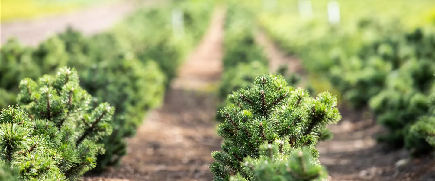 Gärtner/in Pflanzenproduktion EFZ 