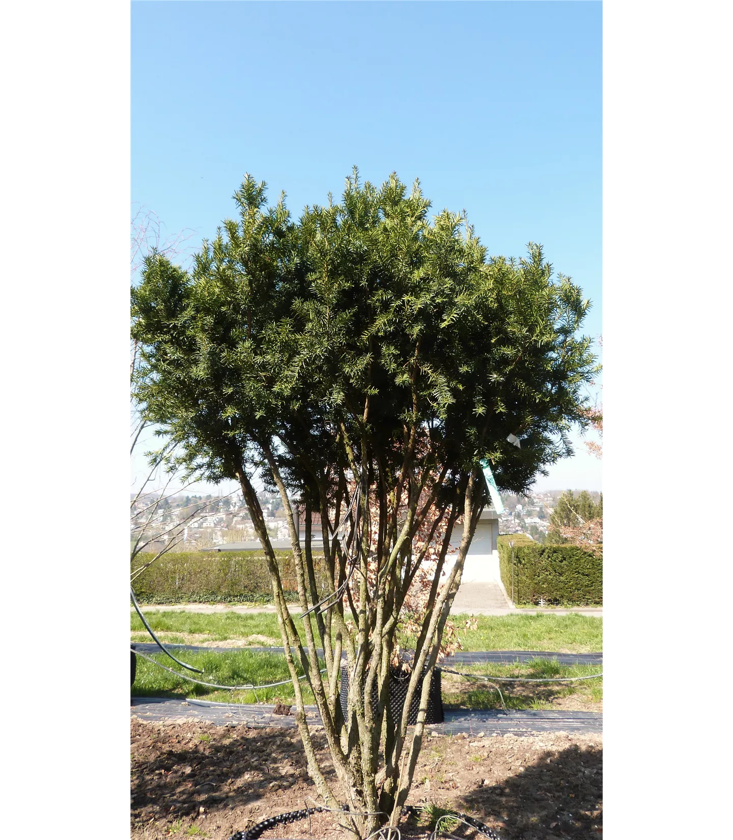 Taxus x media 'Hicksii', Schirmform